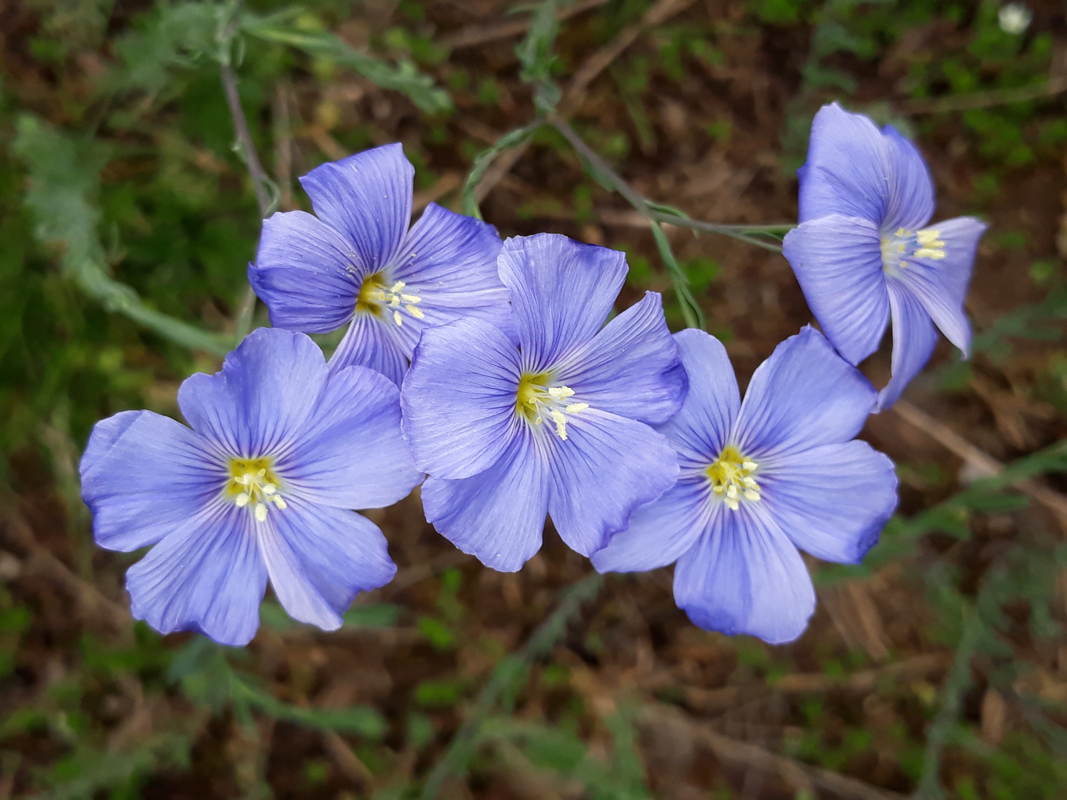 Österreichischer Lein: U. Lange
